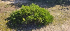 Arctostaphylos hookeri hookeri