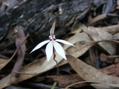 Caladenia saccharata
