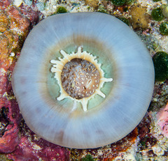 Amplexidiscus fenestrafer