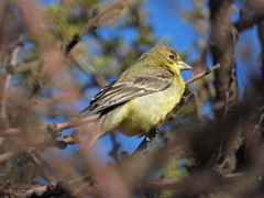 Spinus psaltria