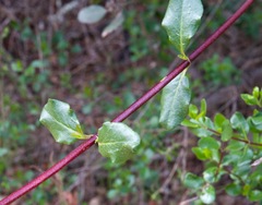 Lonicera subspicata