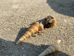 Paguroidea