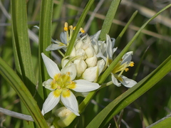 Toxicoscordion fremontii