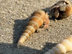 Paguroidea