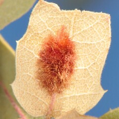 Neuroterus aliceae