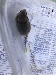 Podomys floridanus