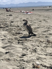 Phalacrocorax punctatus