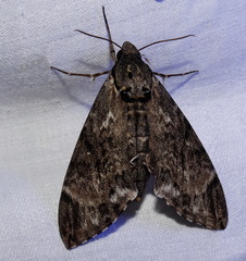 Psilogramma