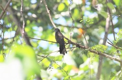 Cacomantis merulinus