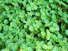 Pilea nummulariifolia