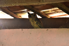 Otus bakkamoena