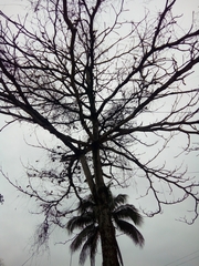 Ceiba speciosa