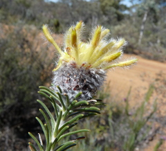 Petrophile ericifolia
