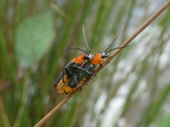 Chauliognathus tricolor