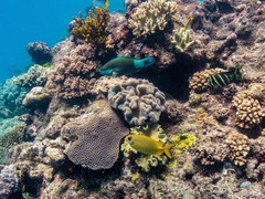 Siganus corallinus