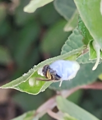 Apoidea