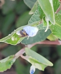 Apoidea