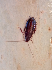 Drymaplaneta semivitta