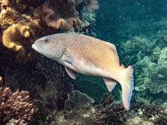 Plectropomus leopardus