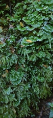 Hymenophyton flabellatum