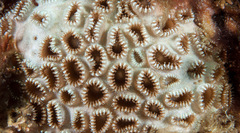 Palythoa