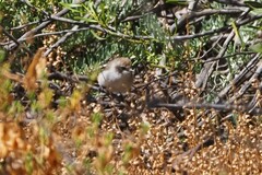 Acanthiza uropygialis