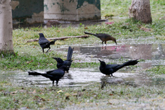 Quiscalus mexicanus