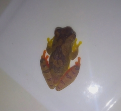 Dendropsophus bipunctatus