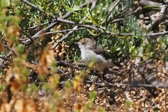 Acanthiza uropygialis