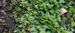 Marchantia foliacea