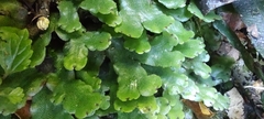 Marchantia foliacea