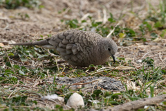 Columbina inca
