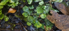 Marchantia foliacea
