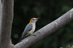Melanerpes aurifrons