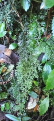 Hymenophyllum australe
