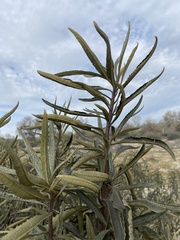 Eriodictyon trichocalyx