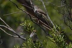 Acanthiza uropygialis