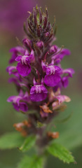 Teucrium argutum