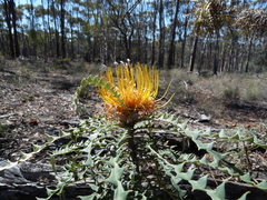 Banksia armata