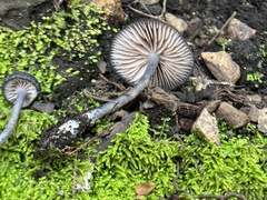 Entoloma serrulatum