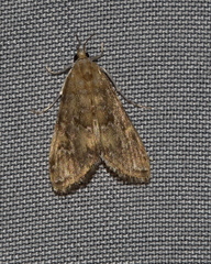 Elophila gyralis