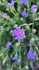 Glandularia venturii
