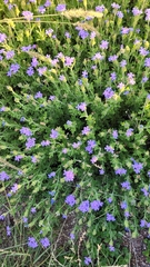 Glandularia venturii