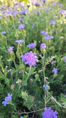 Glandularia venturii