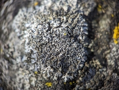 Phaeophyscia adiastola