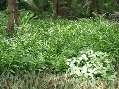 Microsorum scolopendria