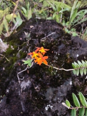 Epidendrum radicans