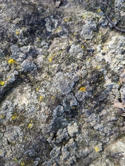 Phaeophyscia adiastola