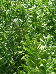 Microsorum scolopendria