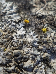 Phaeophyscia adiastola